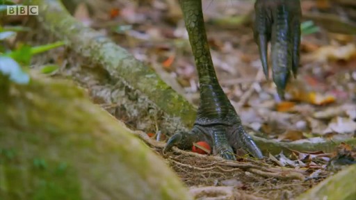Do dinosaurs exist today? I know they don't, but is there anyone who looks like a dinosaur in appearance?